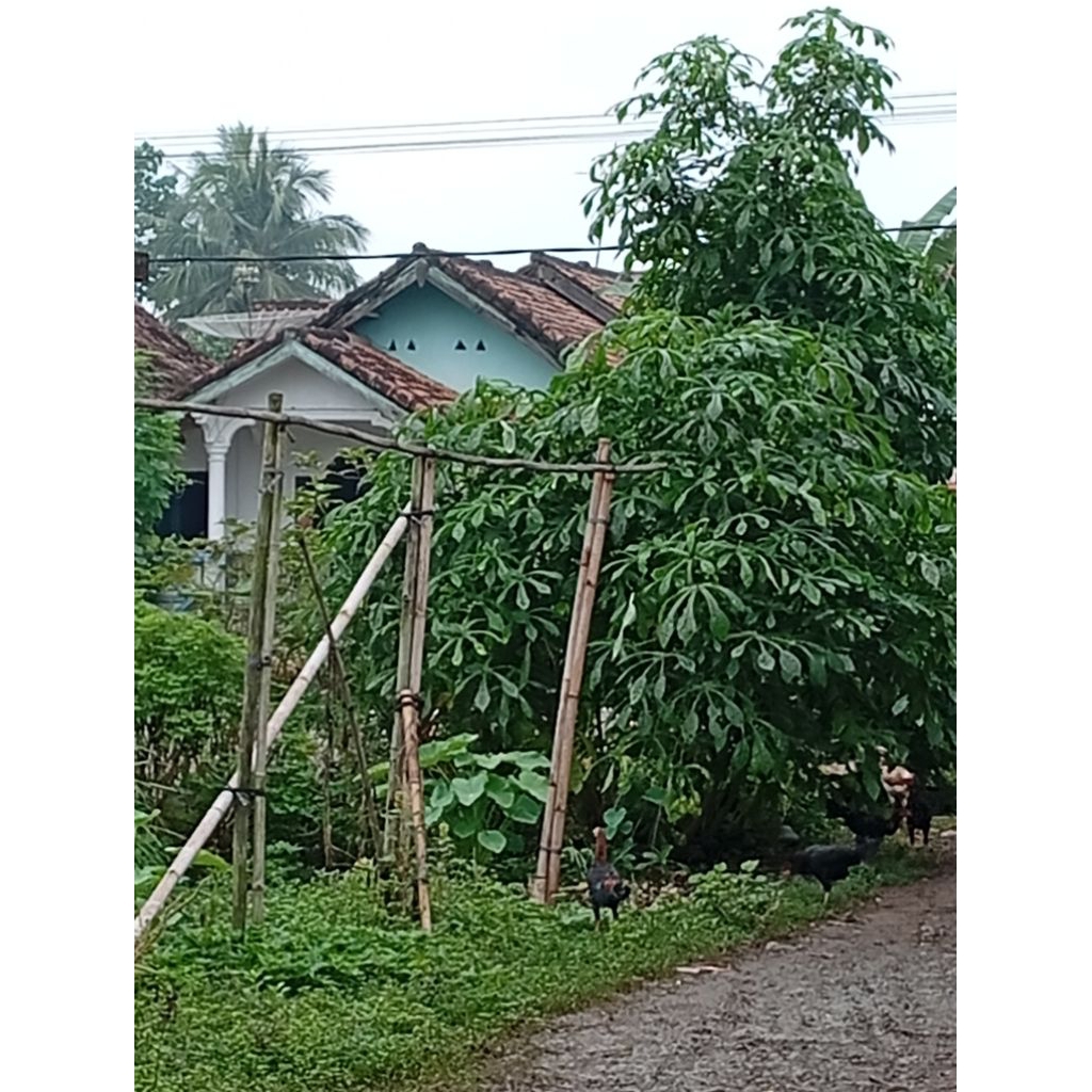 Bibit telo papua/ singkong papua