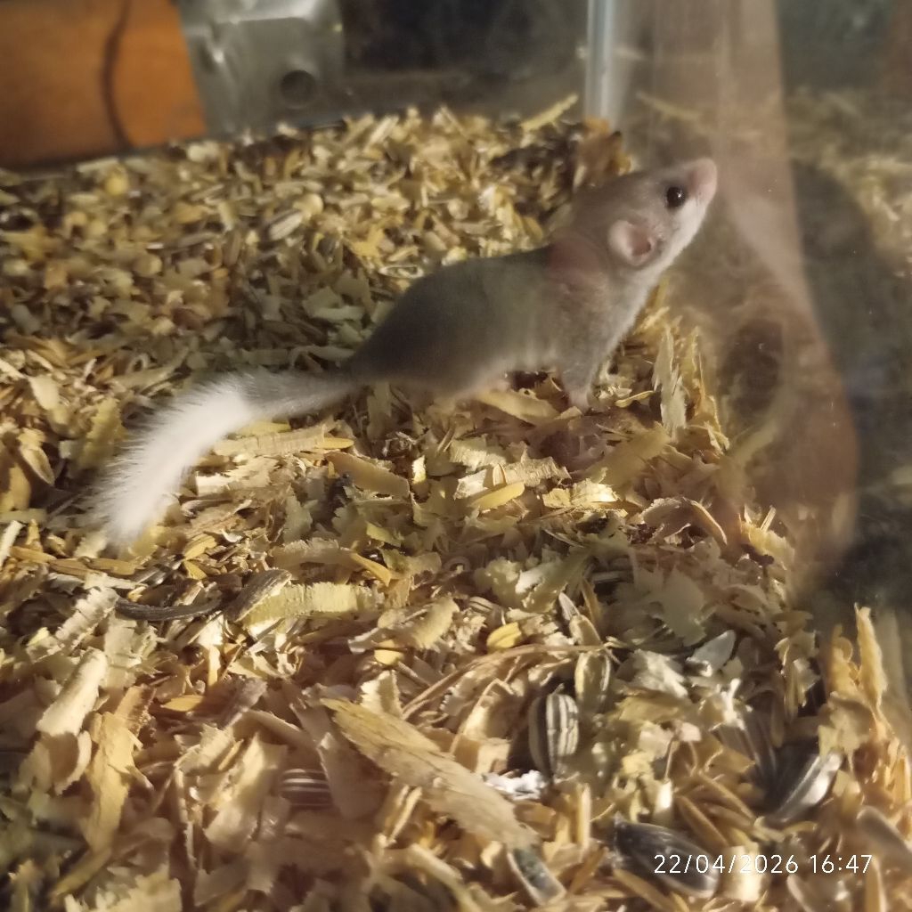 African pygmy Dormice whitetail