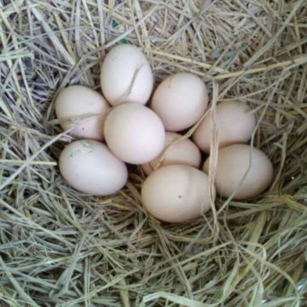 paket sangat hemat 5 telur ayam shamo Eropa fertil sangat cocok untuk petarung atau jantan dan peran