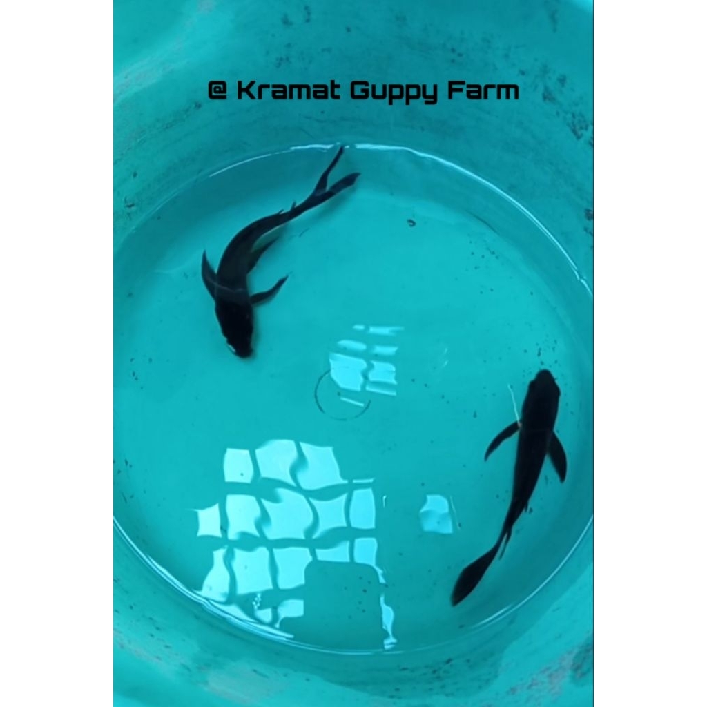 Koi Karasu Slayer LIMITED EDITION size ± 15cm