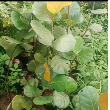 pohon anggur laut ( cocoloba ) tinggi 120 cm