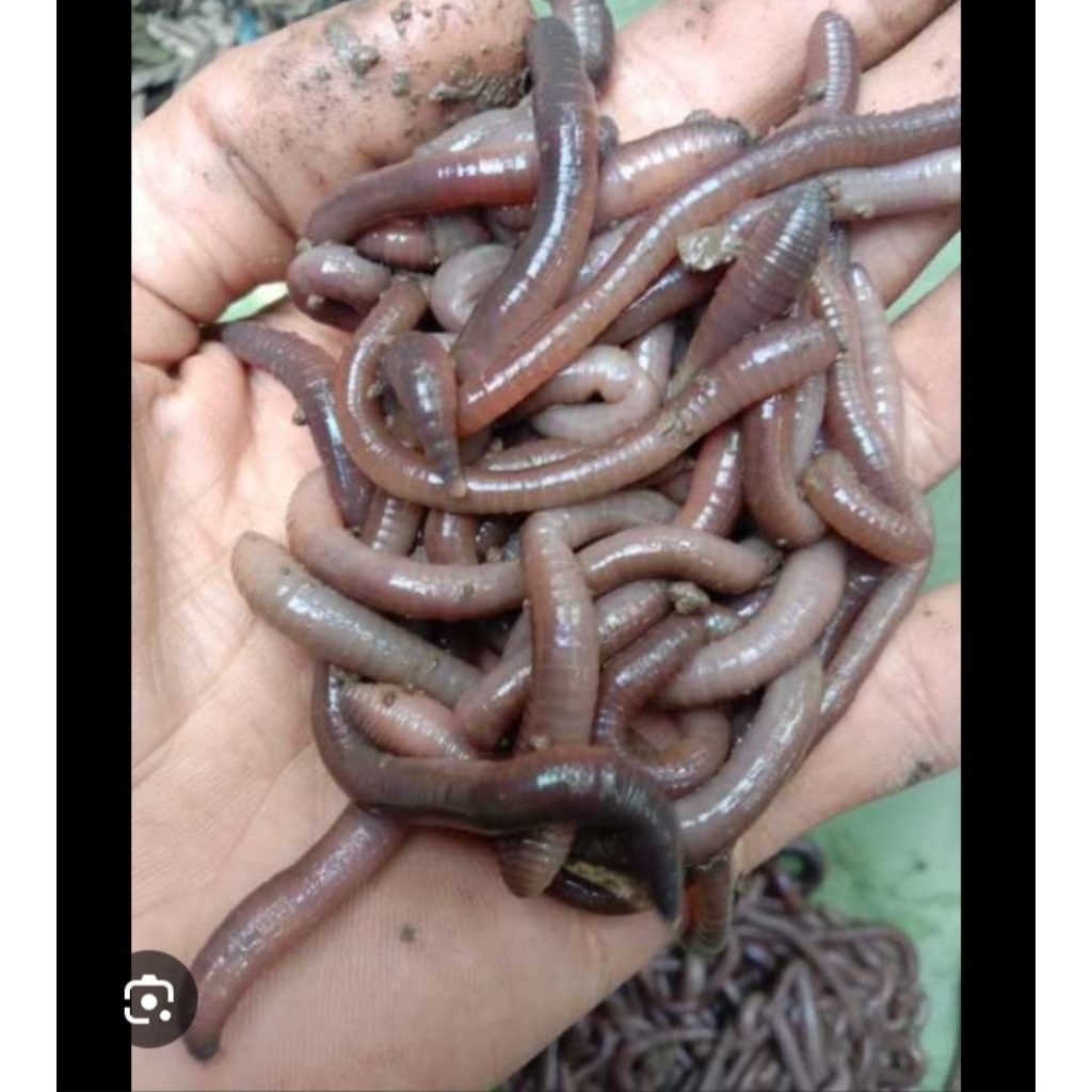 cacing kalung