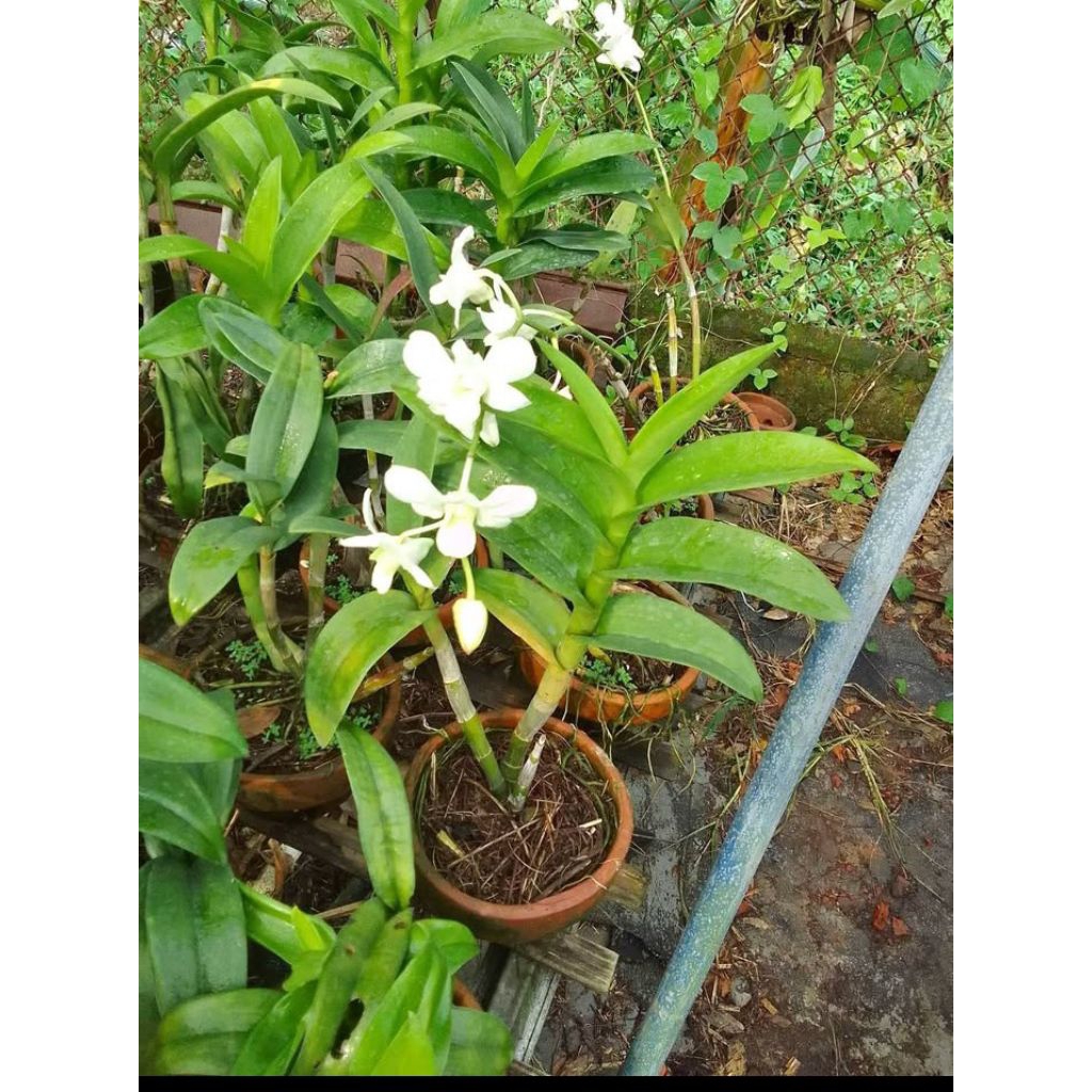 Bunga Anggrek Dendrobium Dewasa/Anggrek Dendrobium Dewasa