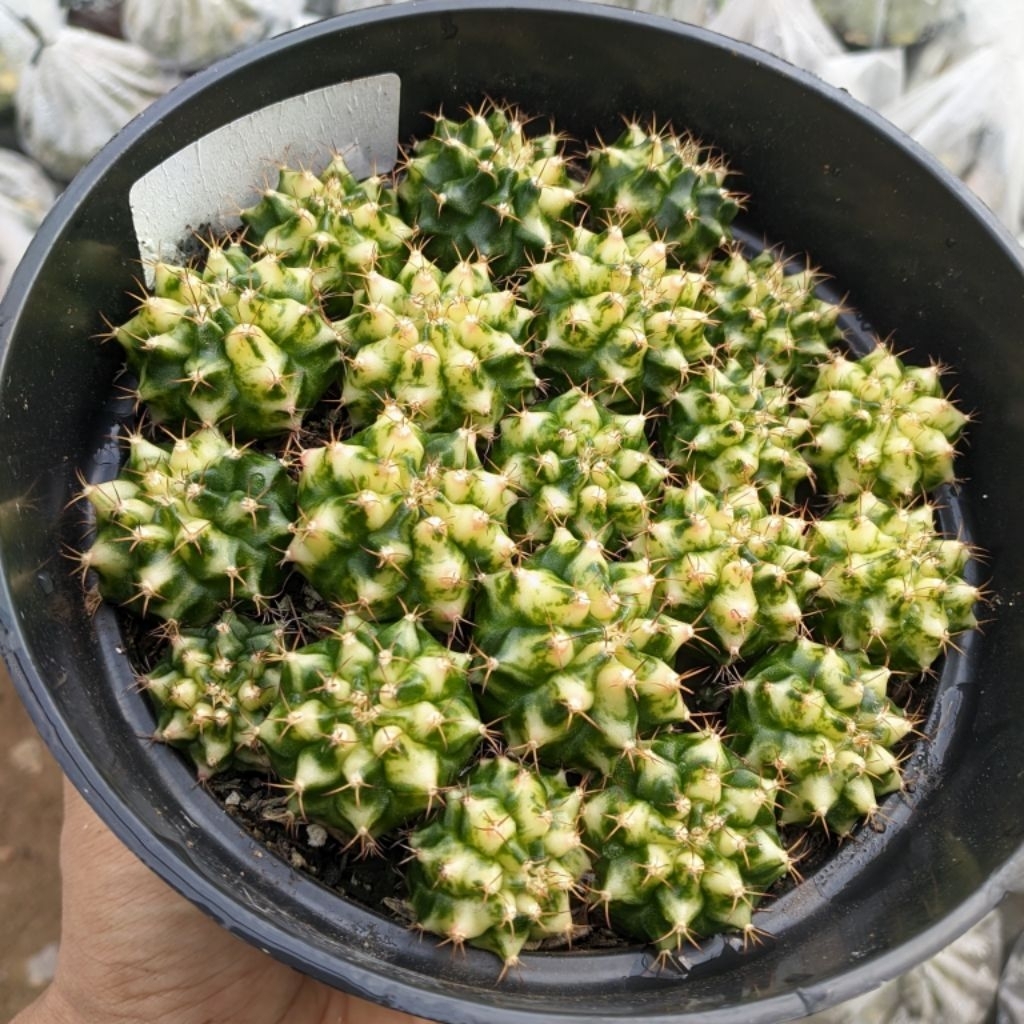 gymno Multicolour