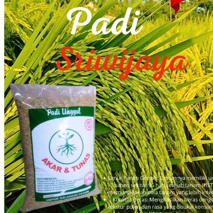 padi sriwijaya 5kg