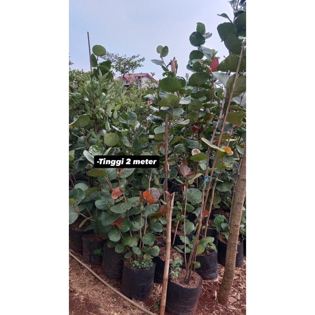 Pohon pelindung - Pohon cocoloba anggur laut 2 Meter - tanaman anggur laut