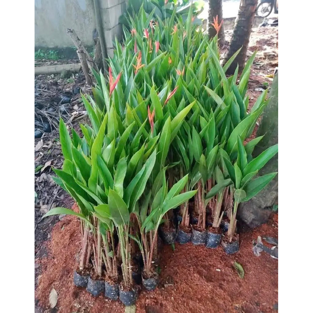 Tanaman pisang pisangan - Heliconia bunga merah - Tanaman pagar