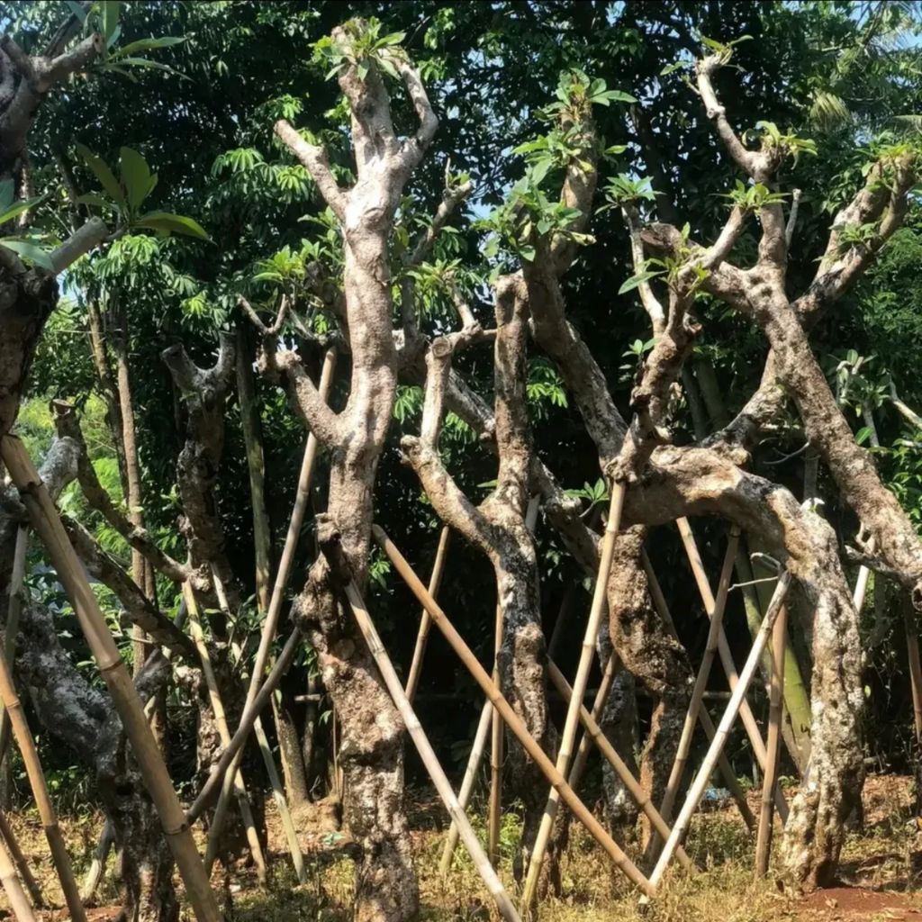 TANAMAN KAMBOJA FOSIL / TANAMAN HIAS KAMBOJA FOSIL