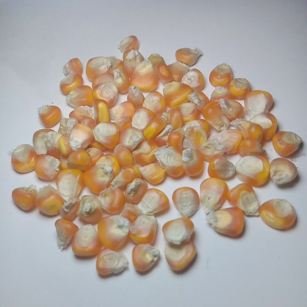 jagung pipil, jagung pipil kering, jagung pipil kering , jagung pipil pakan ayam, jagung pipil merpa