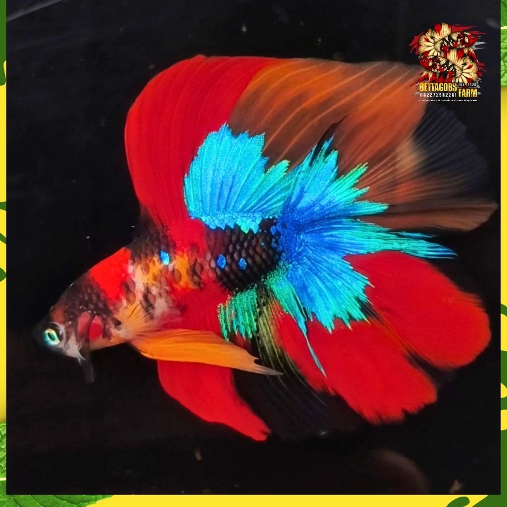 HMDT (Halfmoon Doubletail) Multicolour