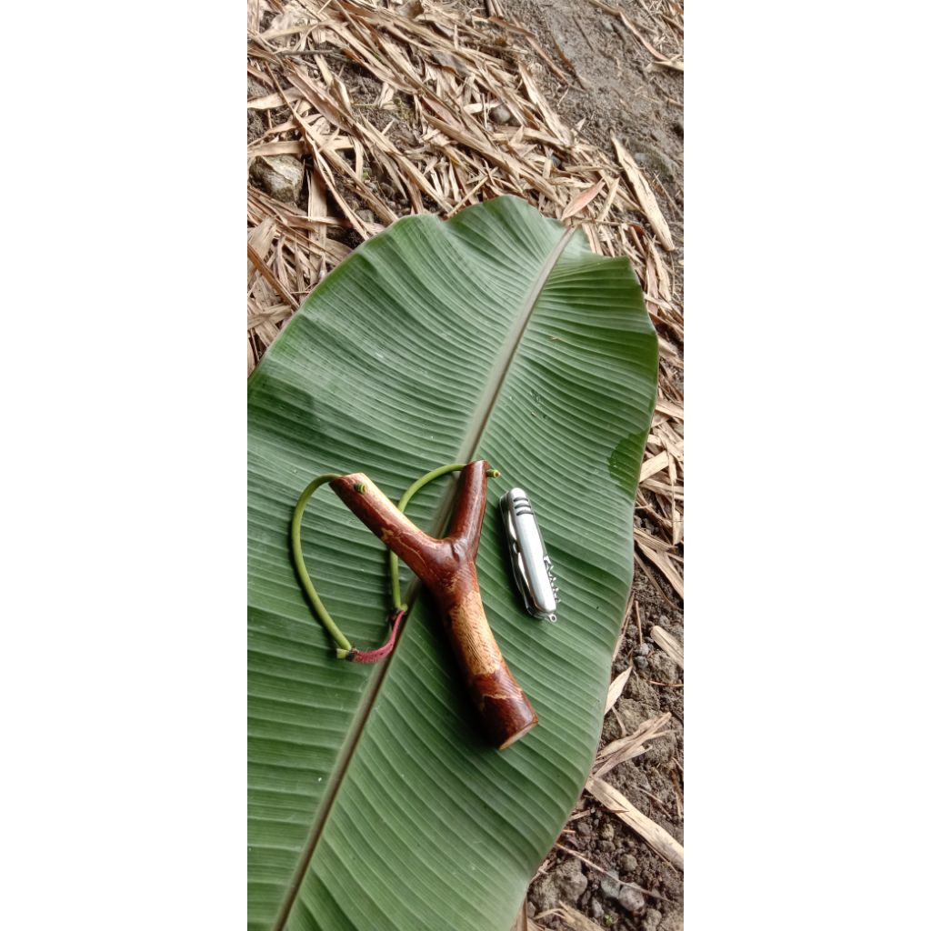 Ketapel Kayu asem Jawa Asli