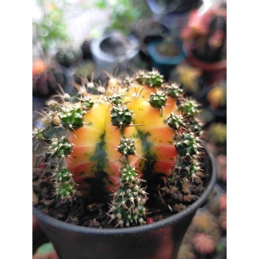 Gymno Miha Hybrid Variegata Menyala Calon Induk