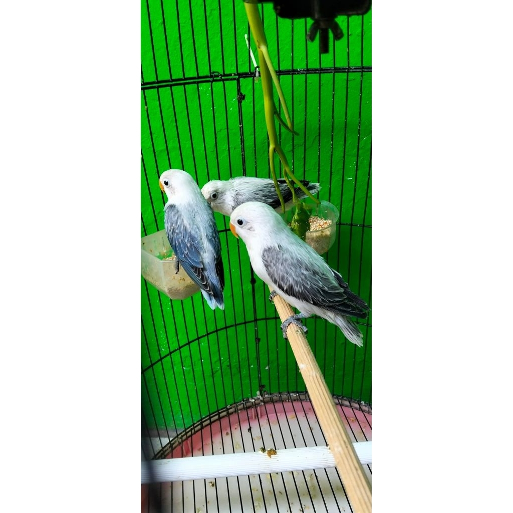 Lovebird biola Ewing violet & biola Ewing mouve