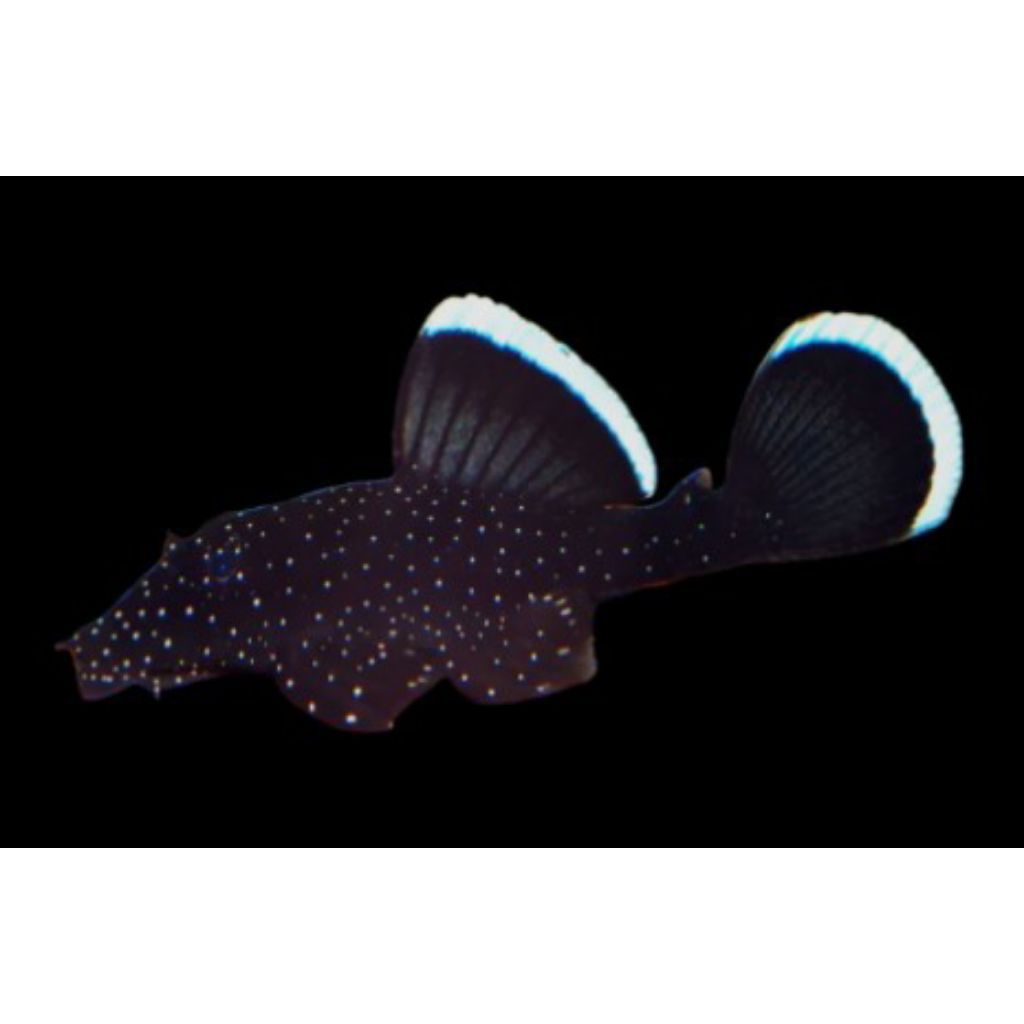 Pleco L - 183 / Starlight Pleco