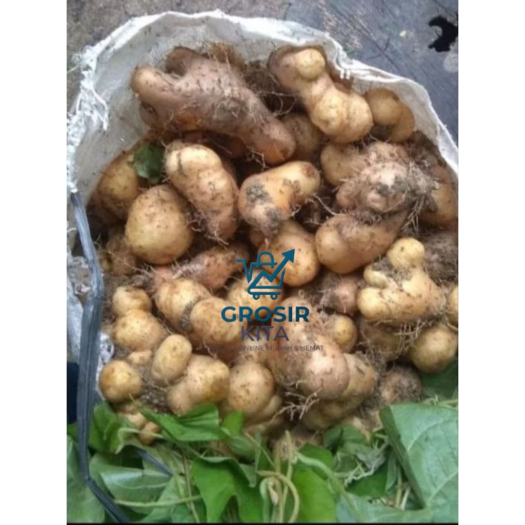gembili / umbi gembili fresh 1kg (mentah)