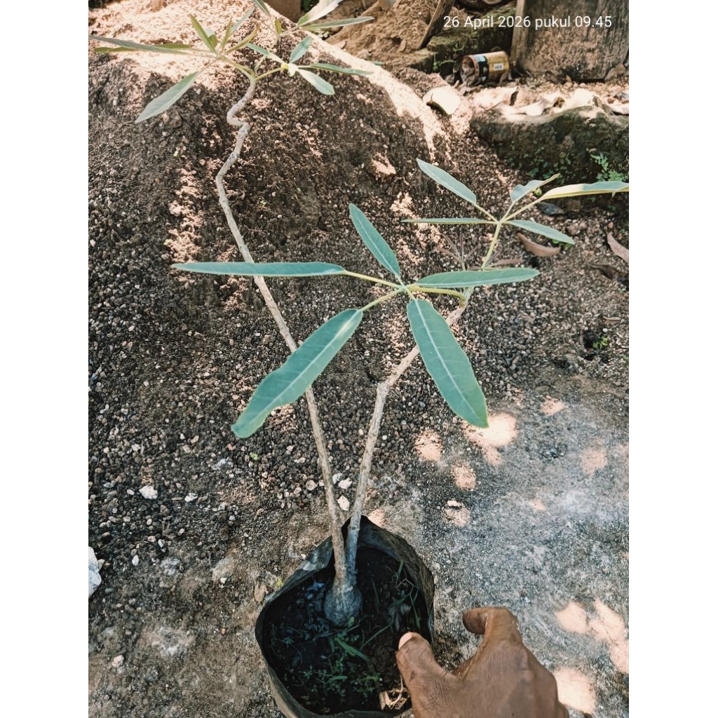 Calon bonsai TABEBUYA KUNING, gambar real