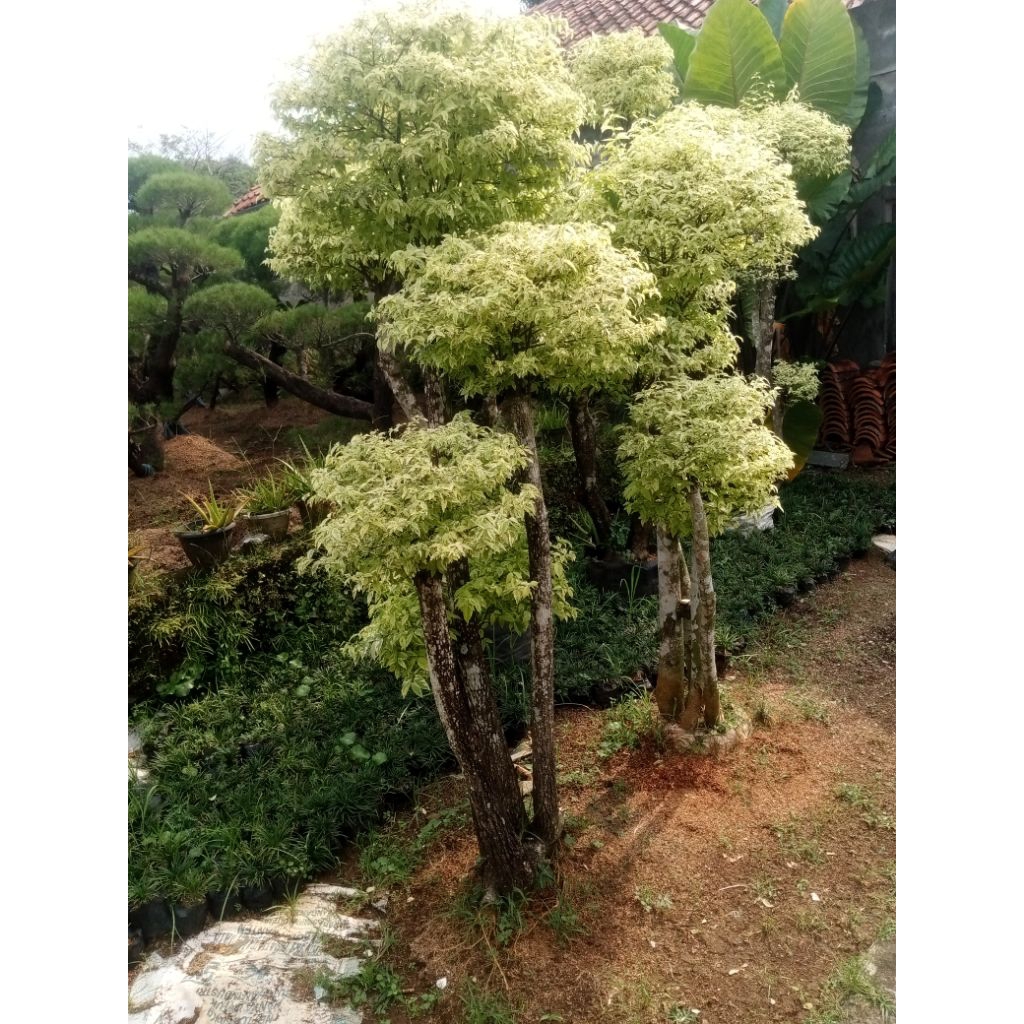 pohon hias bonsai anting putri