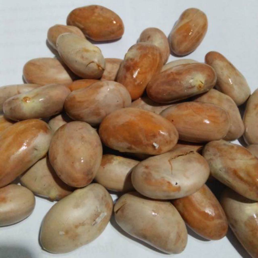 biji nangka segar dadakan 250grm