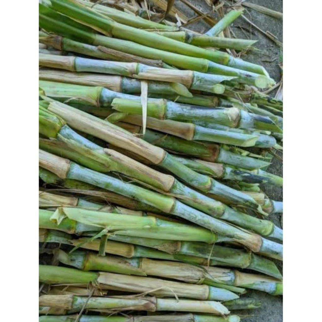 bibit tebu telur atau terubus.