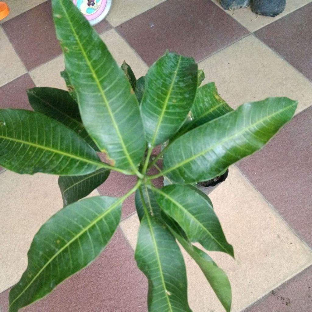 mangga lalijiwo