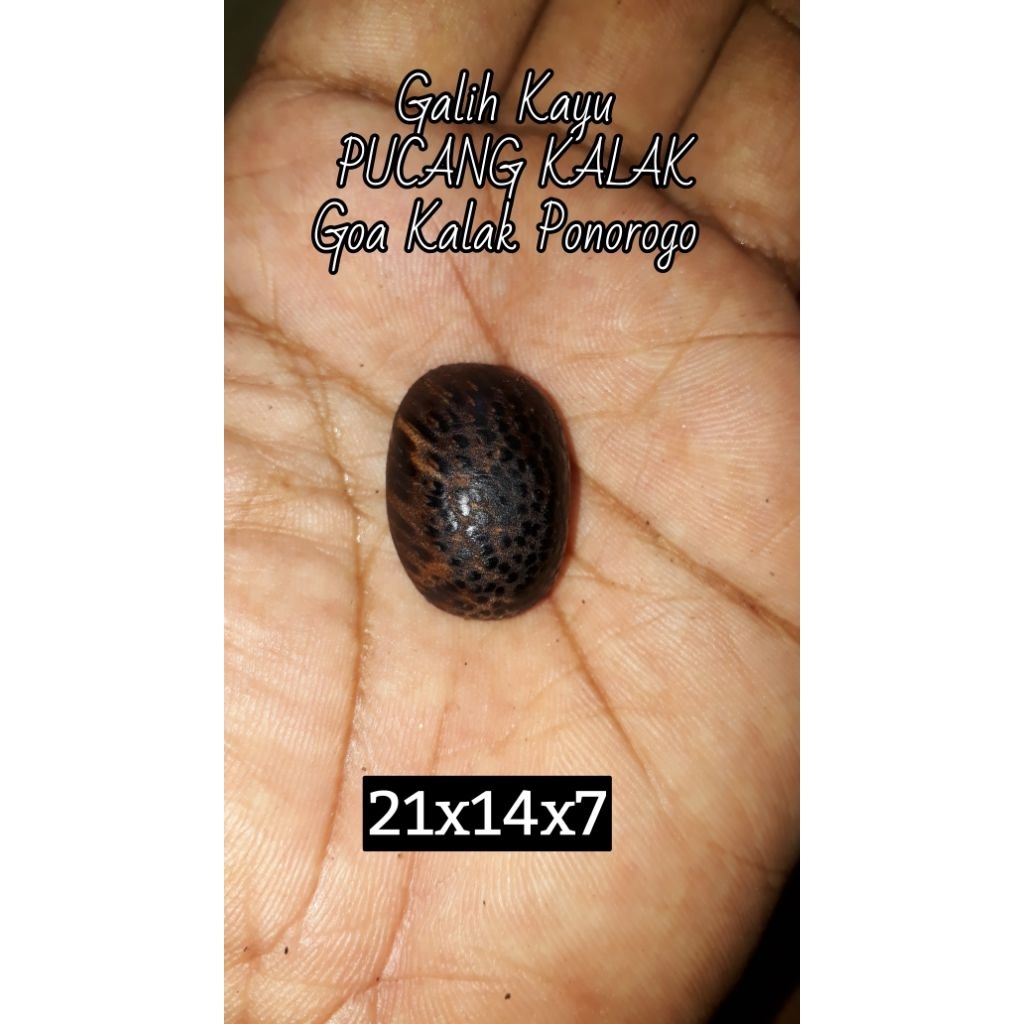 Mata Cincin Galih Kayu Pucang Kalak Ponorogo Original