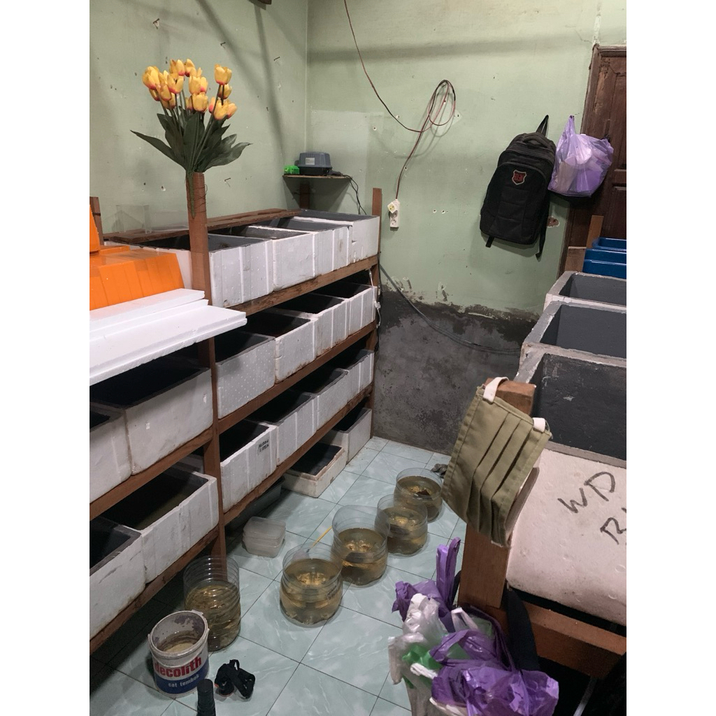 ss koi sb gb