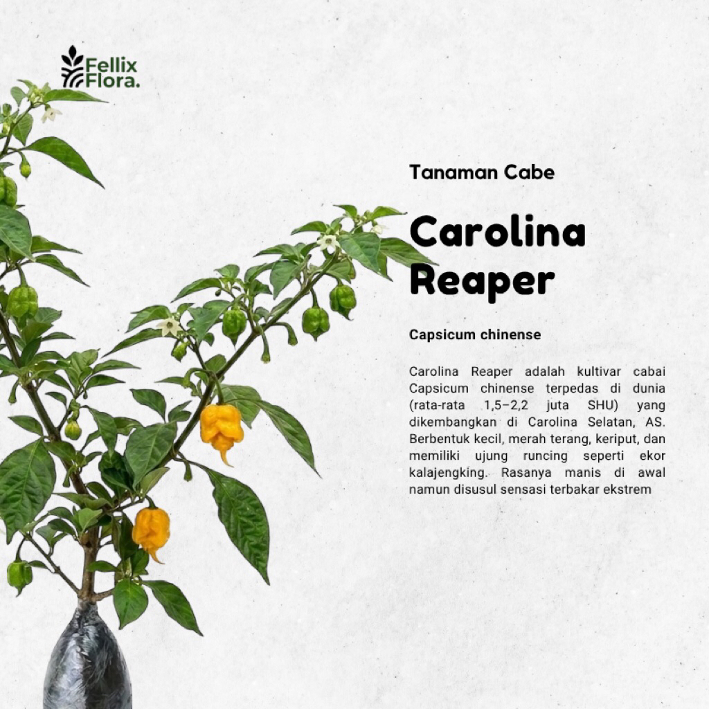 Bibit Tanaman Cabai Carolina Reaper Kuning / Yellow Carolina Reaper / Cabe / Lombok / Super Pedas