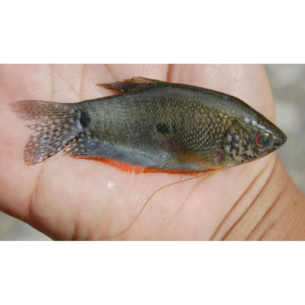 ikan Sepat hidup Uk 2,3 jari isi 25pcs