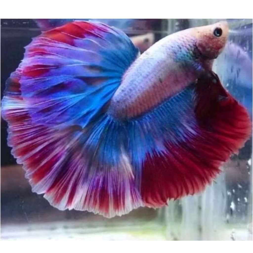 Ikan Cupang Halfmoon Sepasang - Jantan dan Betina, Warna Cerah, Siap Breading