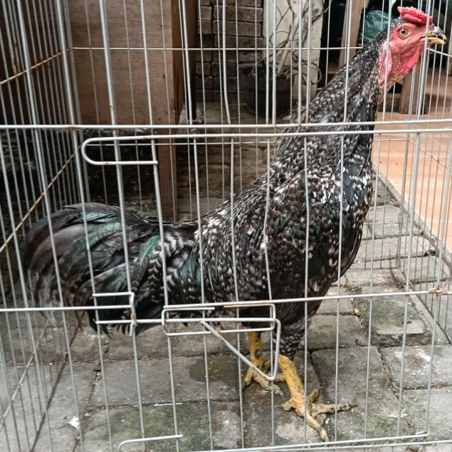 Sepasang Ayam Bangkok Klasik Jantan Betina Muda Super Jumbo Murah Cemani Asli Usia 6 Bulan