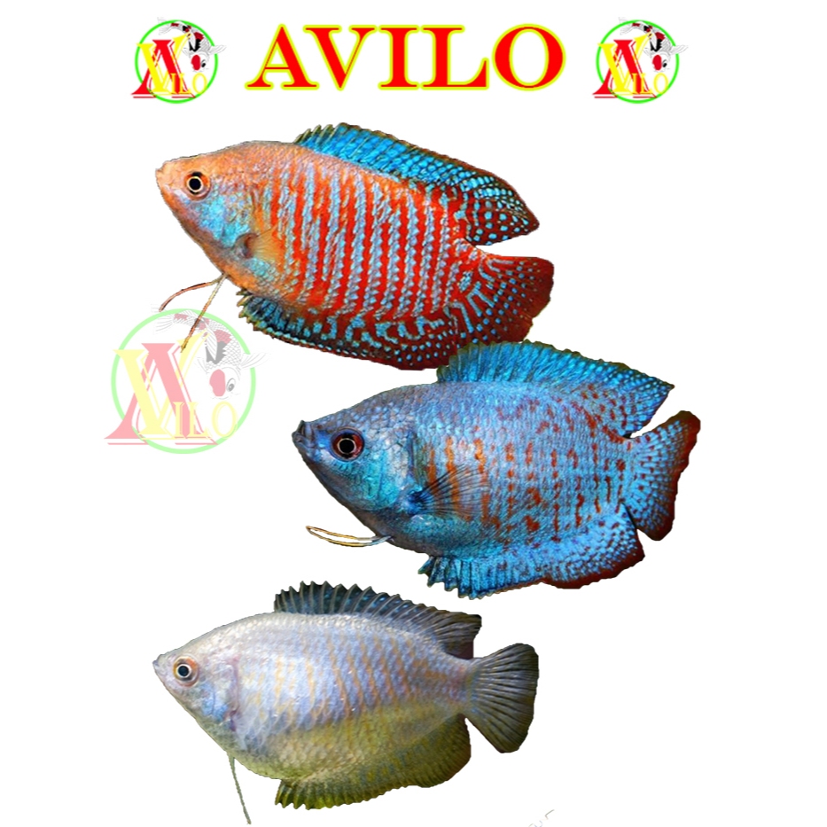 ikan hias sepat aulius tralis garis jantan betina size kecil bisa hidup tanpa mesin angin gelembung