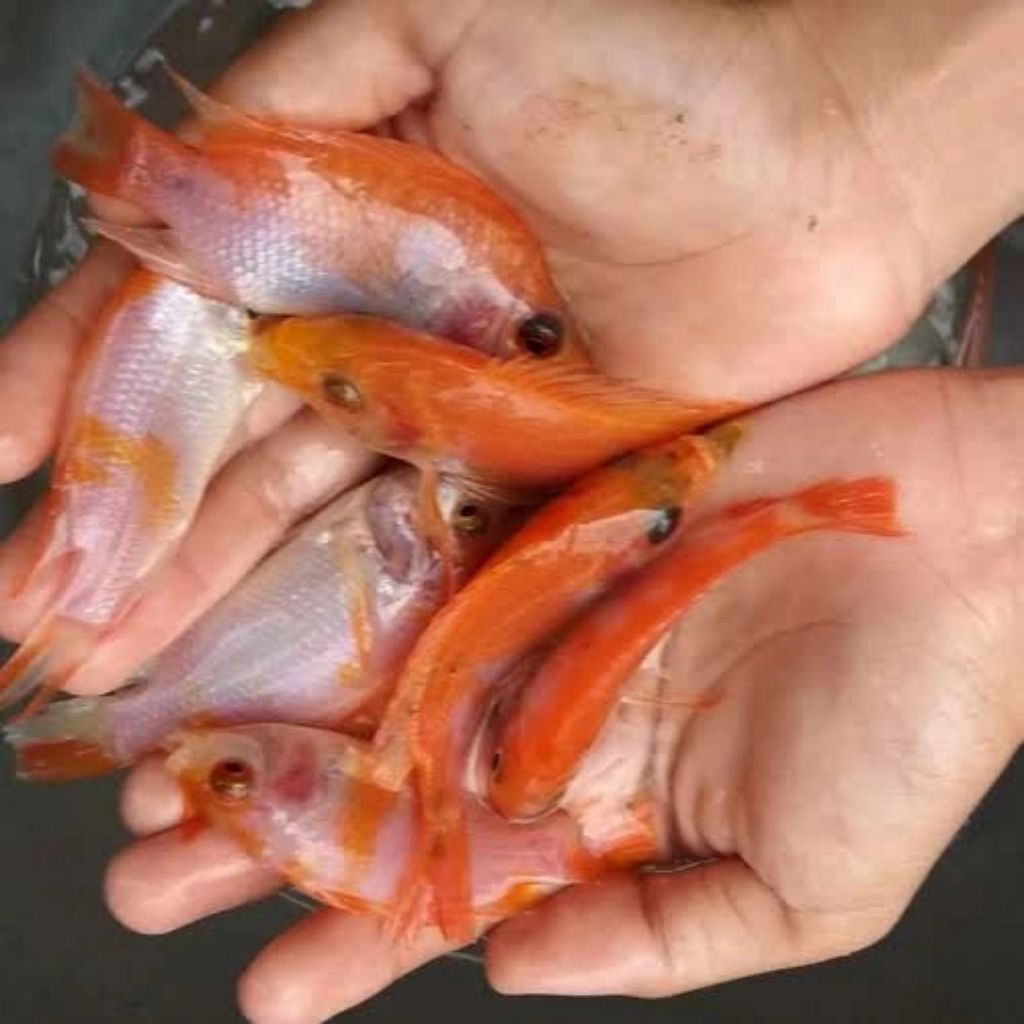 bibit ikan nila