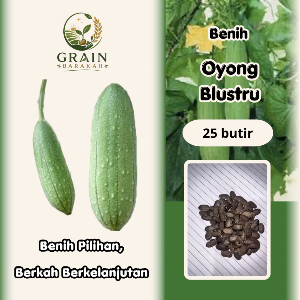 25 butir BENIH OYONG BLUSTRU / OYONG TAIWAN UNGGUL I EXTRA BONUS