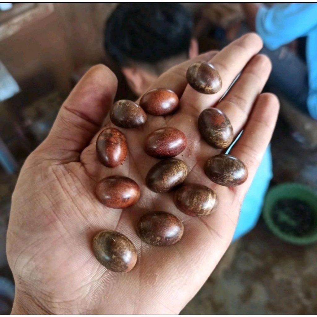 AKIK KAYU STIGI WULUNG