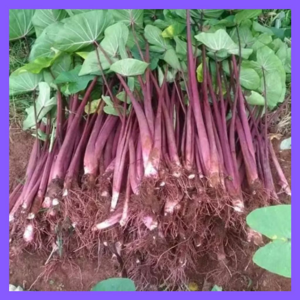 Bibit Talas Bogor Merah Paket 10 Bibit Siap Tanam