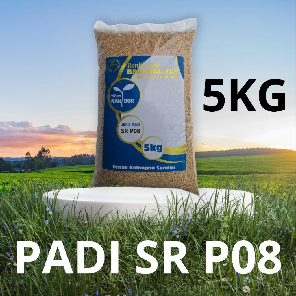 BIBIT | BENIH PADI SR P08 KEMASAN 5KG