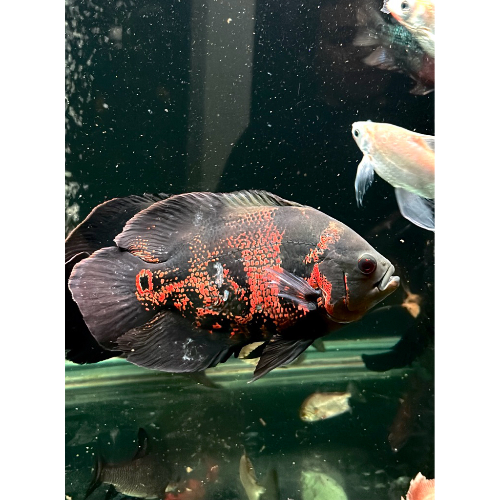 Oscar black tiger batik uk 10 cm