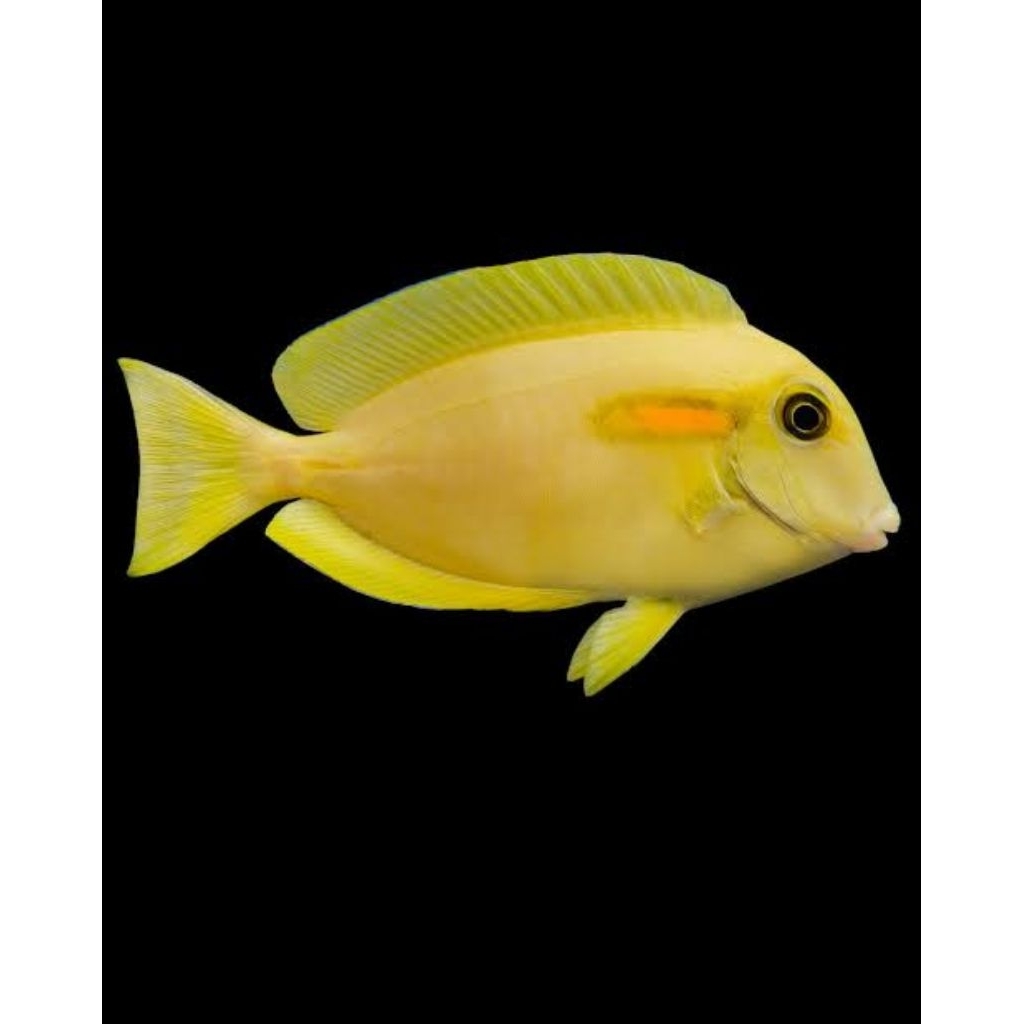 Ikan Hias Air Laut Botana Kuning / Kapsul Kuning Muda (Orange Shoulder Tang Juv)