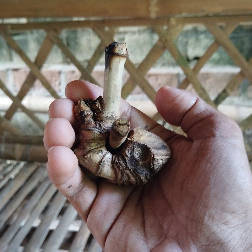 BAMBU LANGKA NOGO SATRU ASLI