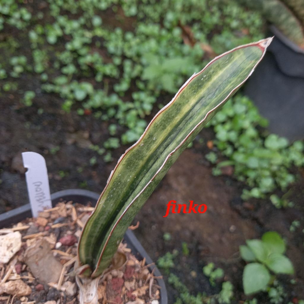 sansevieria malawi bat yellow variegata