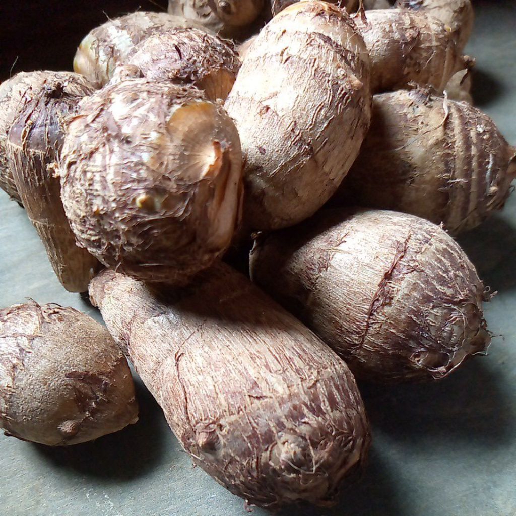 talas satoime jepang 200gram