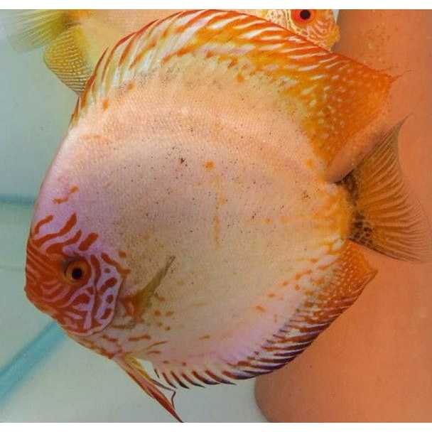 discus white butterfly / ikan discus white / white butterfly discus/premium