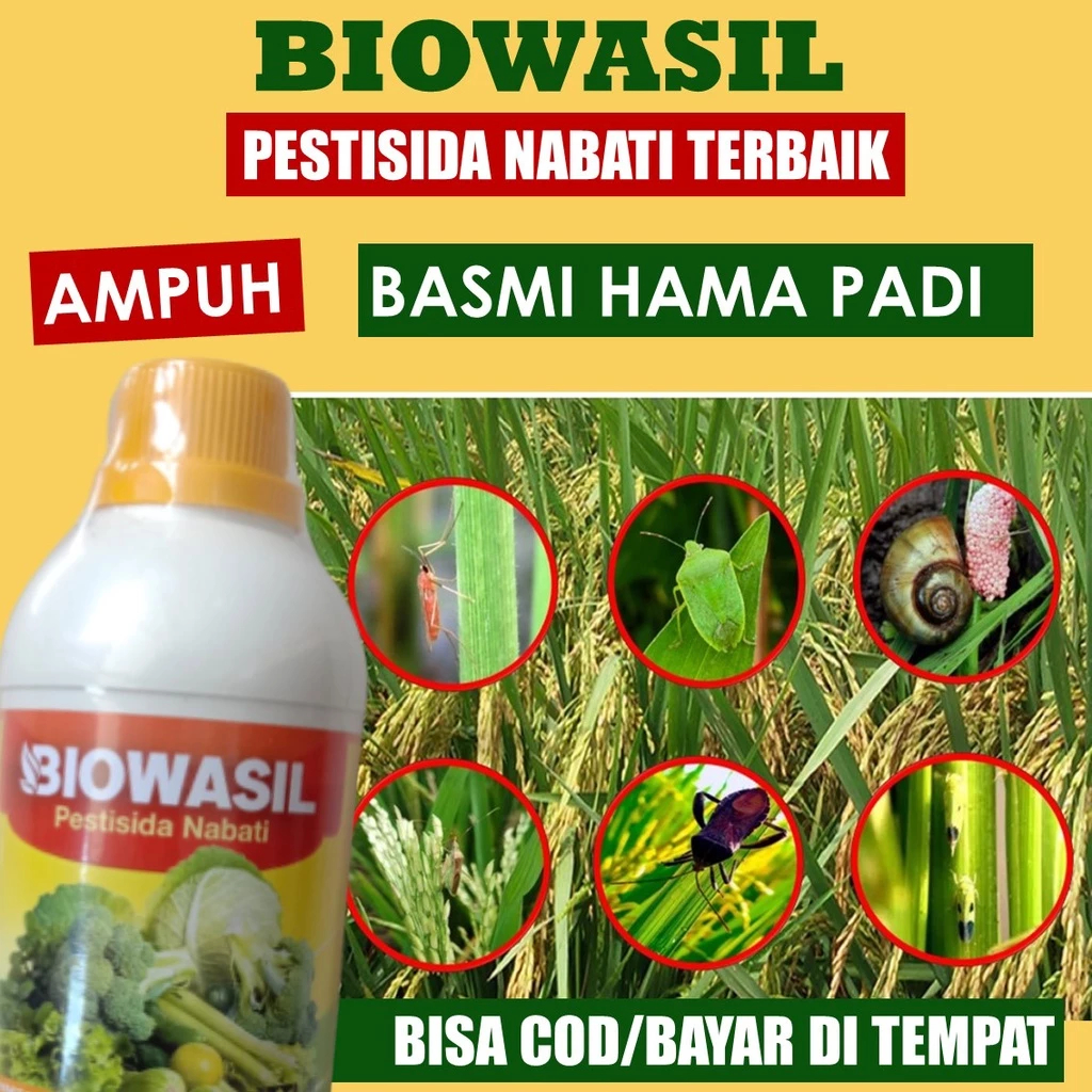 OBAT HAMA ULAT PADI SUNDEP BIOWASIL - Obat Hama Padi Terbaik, Obat Atasi Hama Ulat Sundep, Wereng