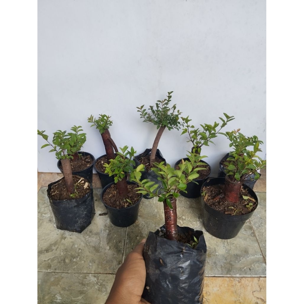bonsai ulmus unik  siap pajang bonsai ulmus cantik