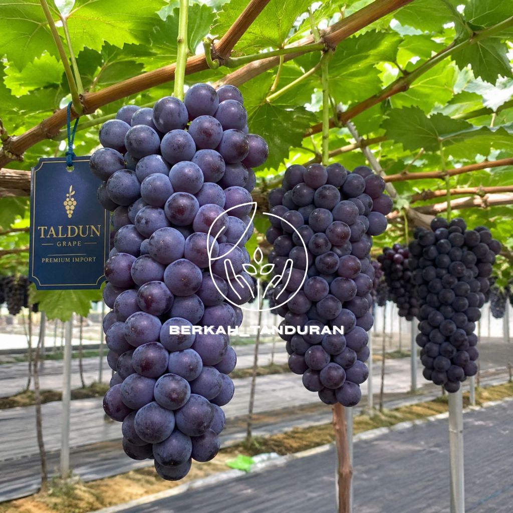 Bibit Anggur Import Taldun Batang Besar Super