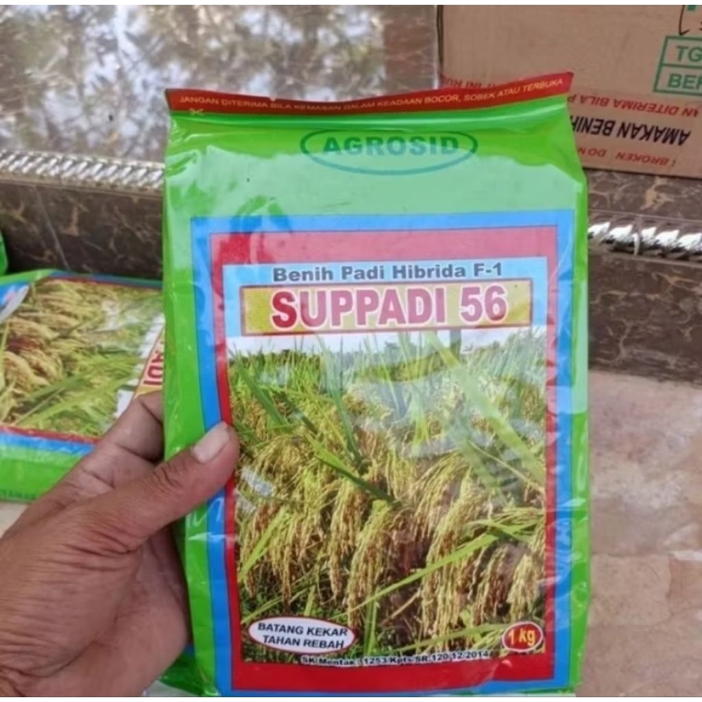 (1kg) BENIH BIBIT PADI SUPPADI 56 ORIGINAL SUPER BERKUALITAS