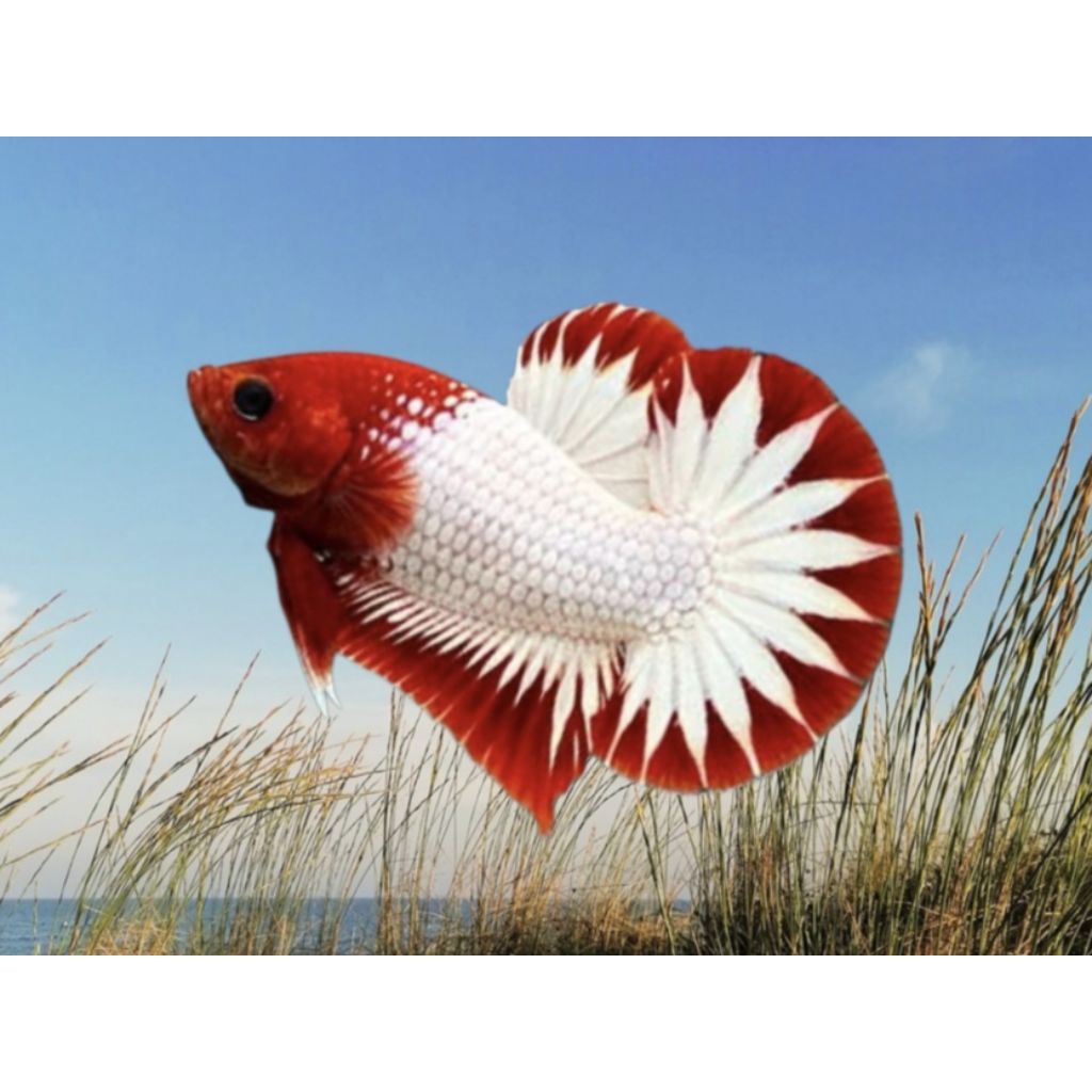 PK RED FCCP + PLAKAT FCCP RED GRADE A+