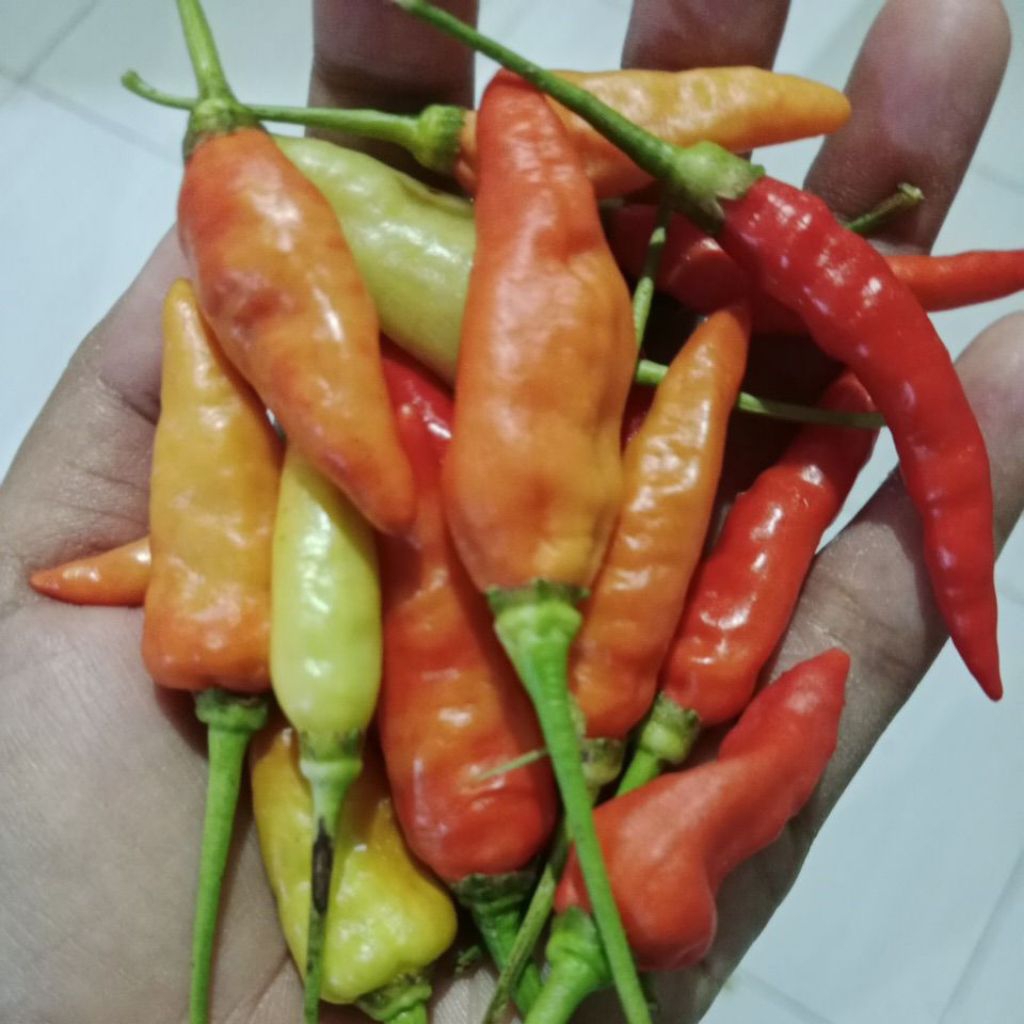 cabai rawit merah 1kg