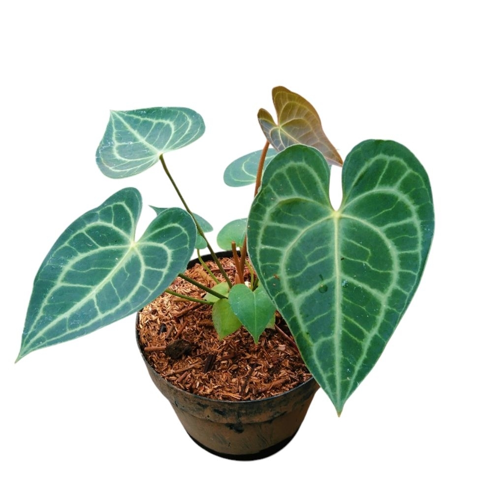 anthurium clarinervium