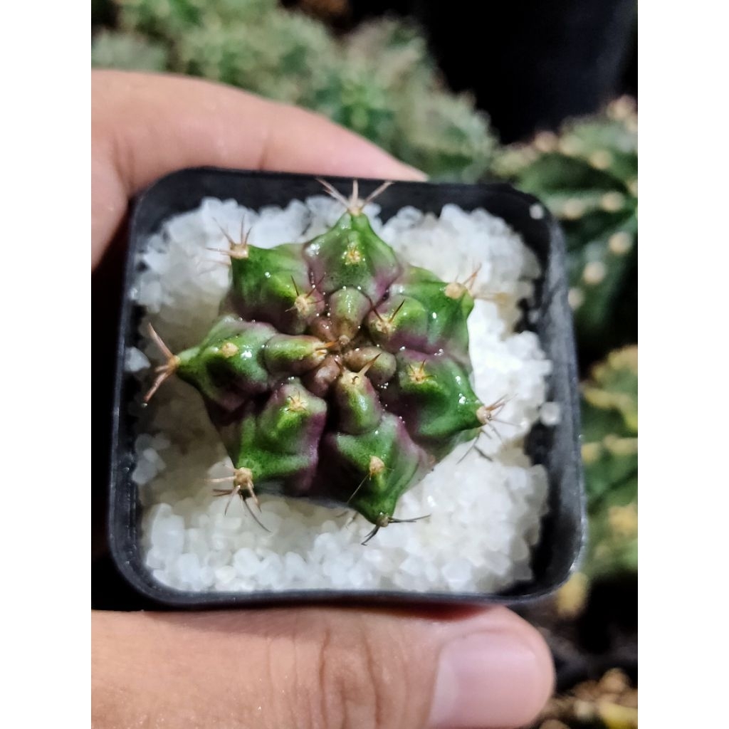 GYMNO PURPLE NEBULA OWNROOT//DI POT 6CM//KAKTUS//KAKTUS MINI//KAKTUS OUTDOOR//KAKTUS INDOOR//KAKTUS 